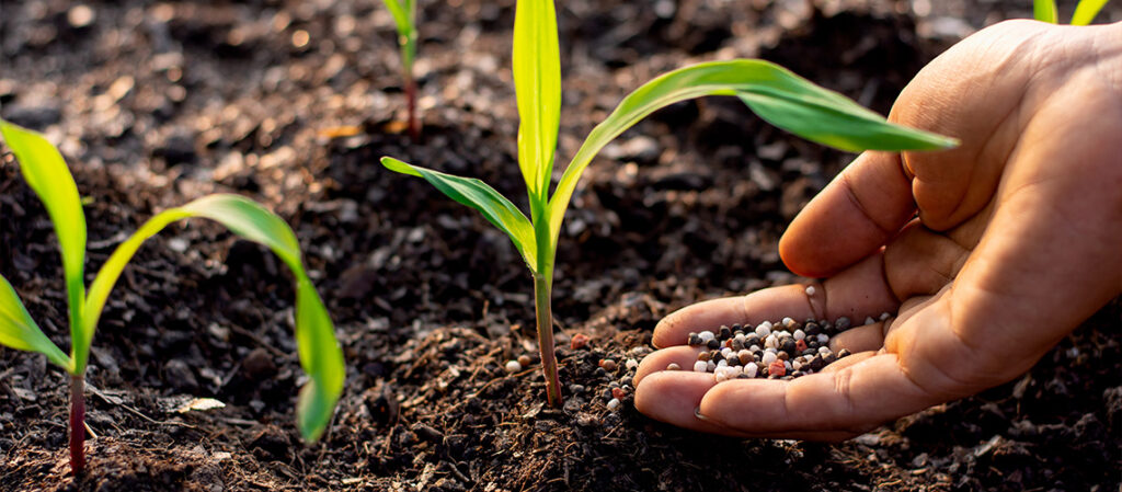 a-los-cuantos-dias-se-fertiliza-el-maiz-en-campo