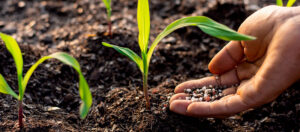 a-los-cuantos-dias-se-fertiliza-el-maiz-en-campo