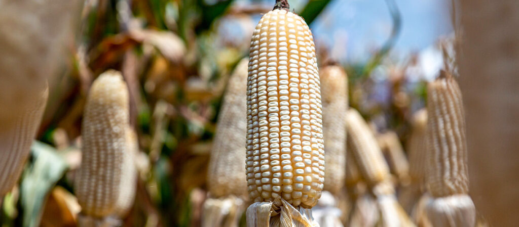 ¿Cuántas Toneladas De Maíz Se Produce En Una Hectárea? | Blog Cambiagro