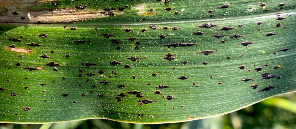 hoja-con-mancha-de-asfalto-en-maiz