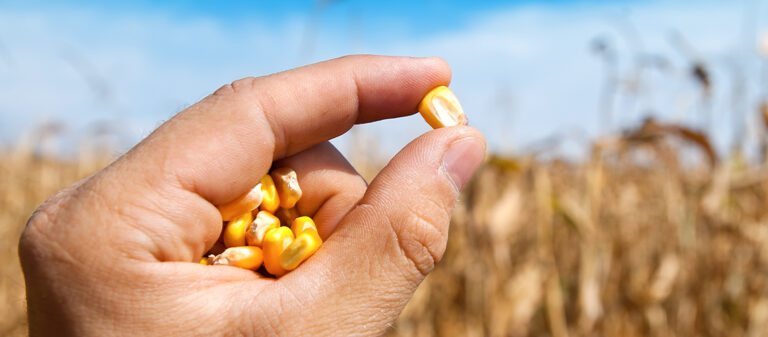 mano-mostrando-uno-de-los-tipos-de-semillas-de-maiz
