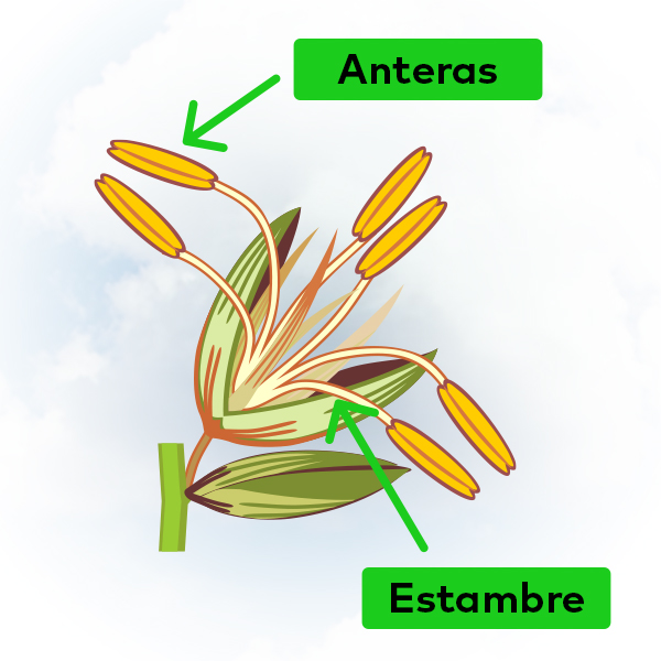 anteras-y-estambre-de-la-panoja-de-maiz