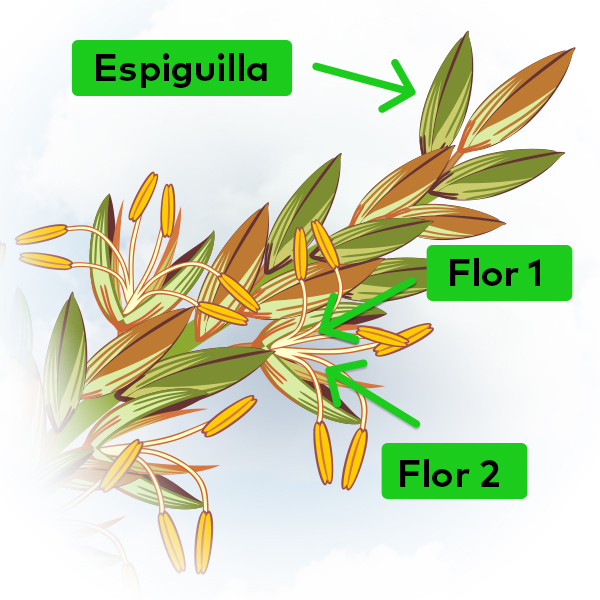 espiguilla-panoja-de-maiz-y-flores