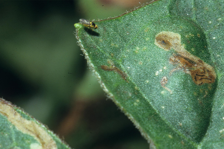 liriomyza-sobre-hoja-plagas-de-la-papa