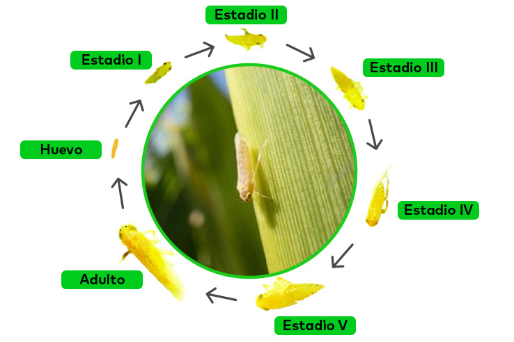 ciclo-de-vida-de-la-chicharrita-del-maiz