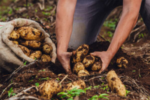 cultivo-de-papa-agricultor-cosecha