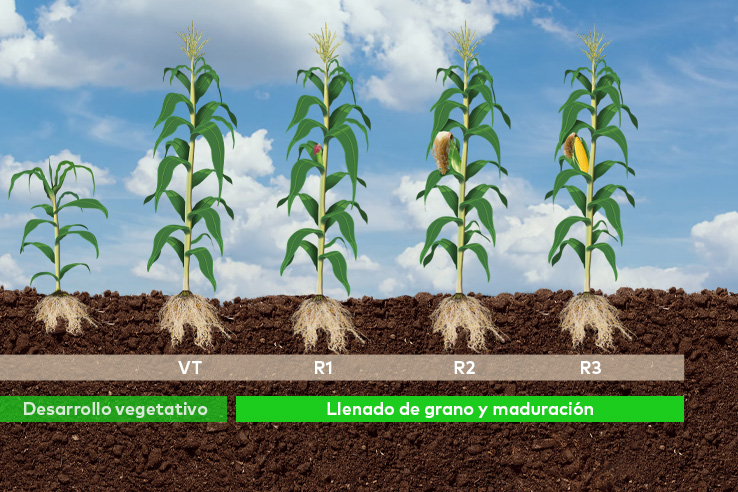 cultivo-de-maiz-etapa-reproductiva