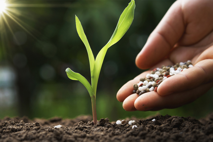 fertilizante-aplicado-en-cultivo-de-maiz