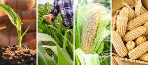 diferentes-etapas-del-cultivo-de-maiz