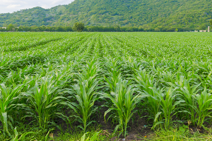 cultivo-de-maiz-en-campo-abierto