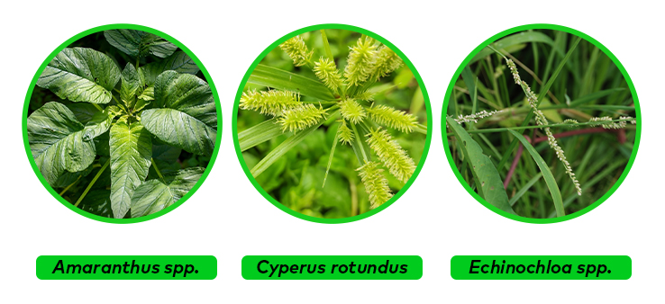malezas-que-afectan-al-cultivo-de-maiz