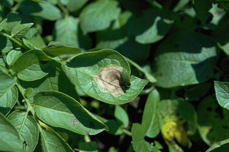 phytophtora-infestans-tizon-tardio-cultivo-de-papa