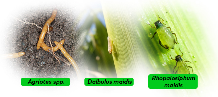 principales-plagas-del-cultivo-de-maiz