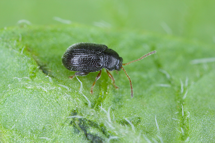 pulguilla-epitrix-sobre-hoja-plagas-de-la-papa