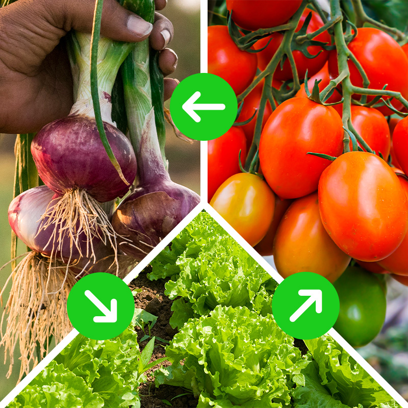 rotacion-de-cultivos-de-cebolla