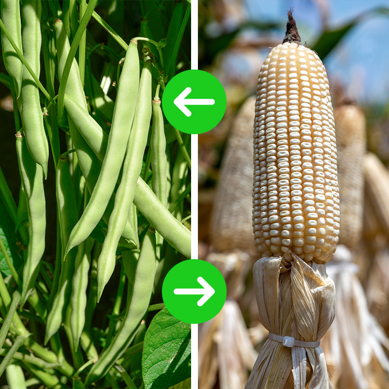 rotacion-de-cultivo-de-frijol-con-maiz