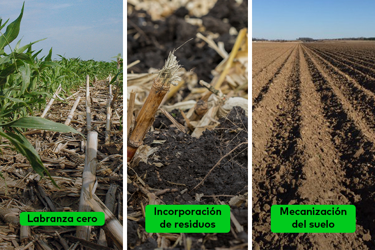 cultivo-de-maiz-diferentes-preparaciones-del-suelo