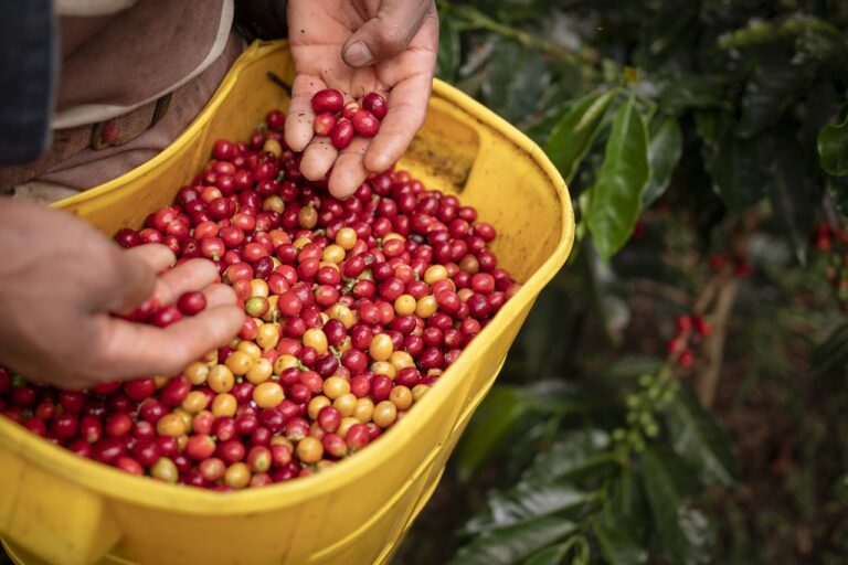 cafe-nicaragua