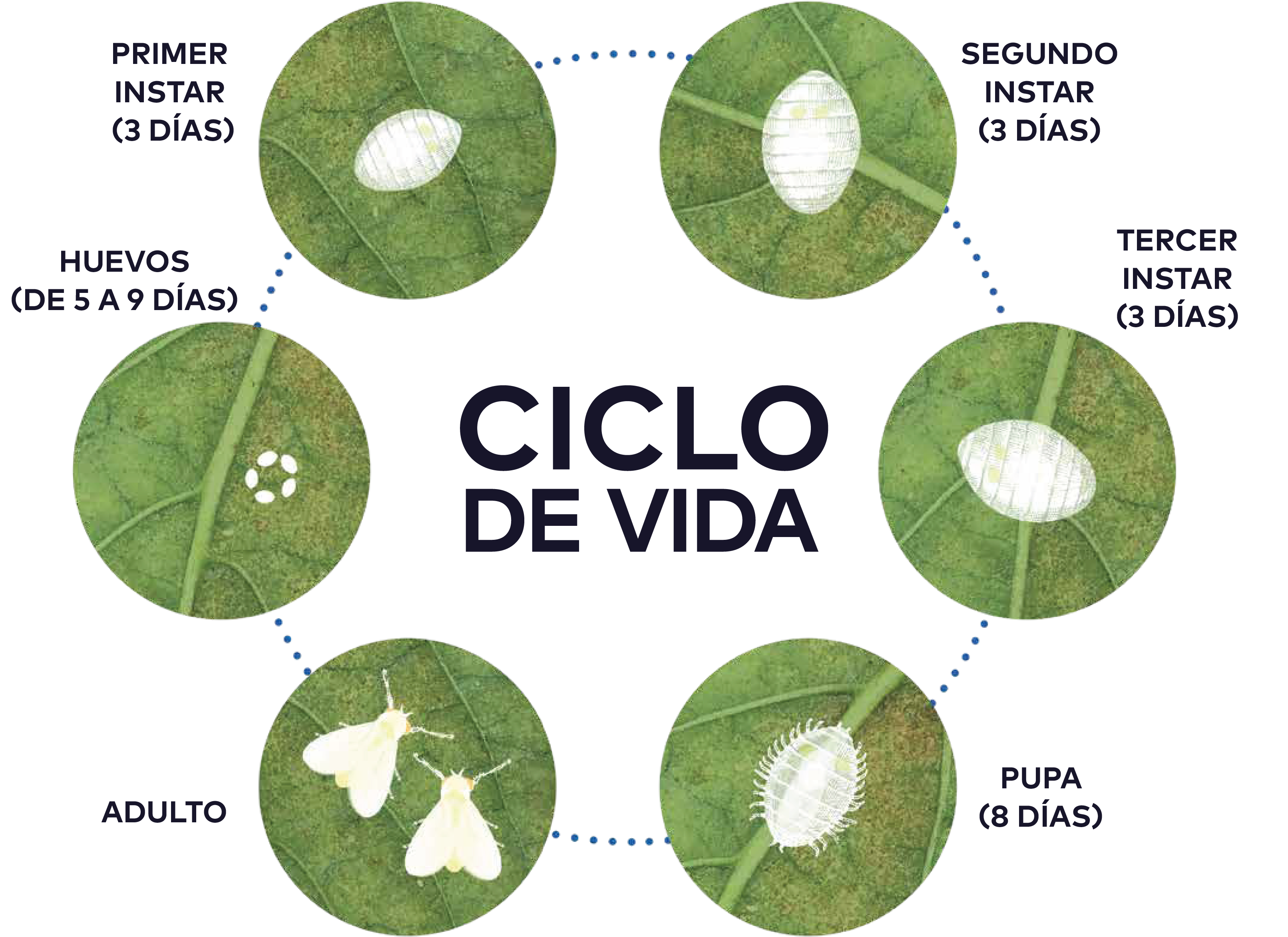 ciclo-de-vida-mosca-blanca-en-papa