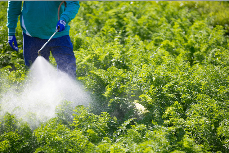 control-plagas-de-la-zanahoria