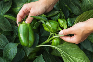 cultivo-de-chile-pimiento