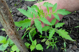 malezas-en-tomate