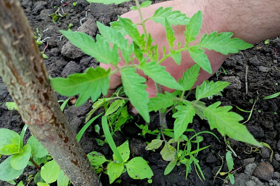 malezas-en-tomate