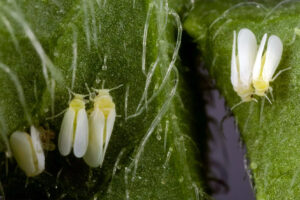 plaga-de-la-mosca-blanca-en-papa