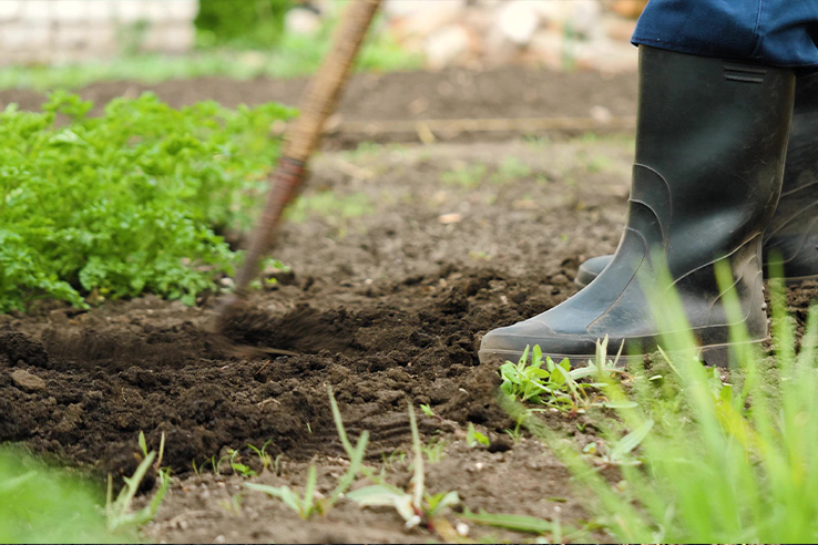 labranza-de-suelo-chile-pimiento