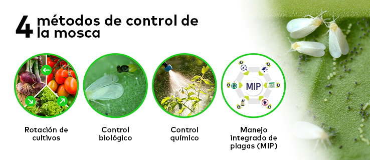 mosca-blanca-en-papa-metodos-de-control