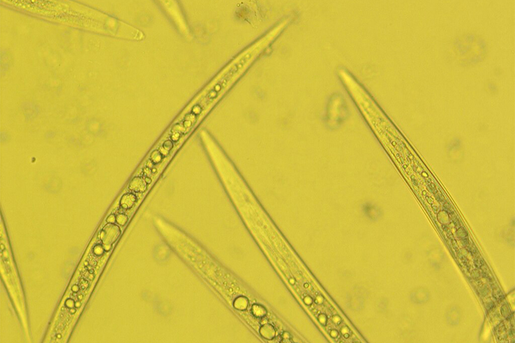 nematodos-control-gusano-de-alambre