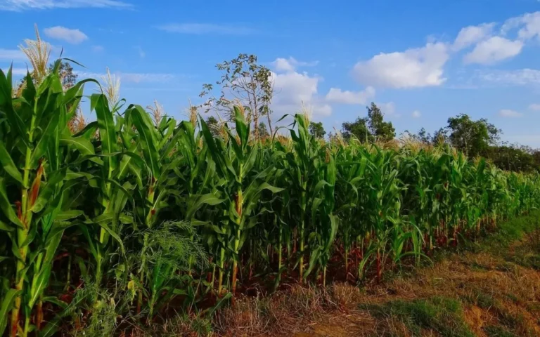 campo-maiz-maleza
