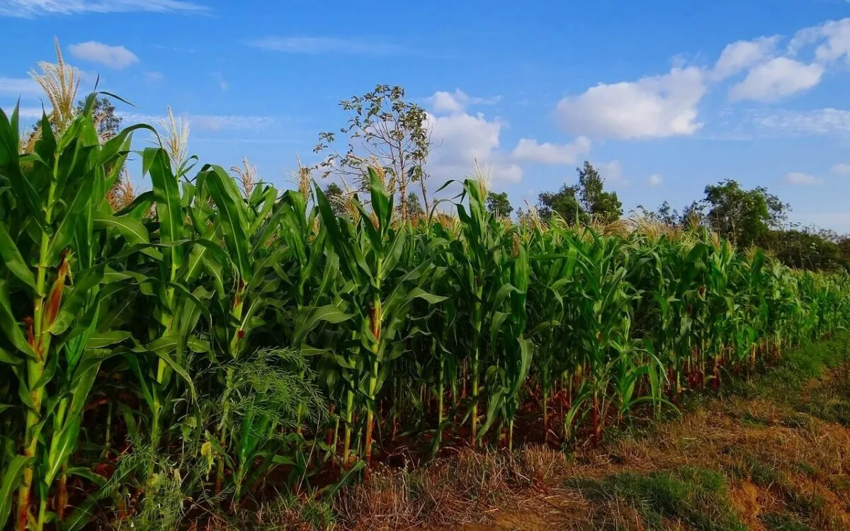 campo-maiz-maleza