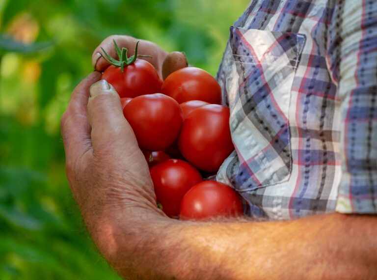 tomates-cargados-en-brazos-por-agricultor-libres-bacterias