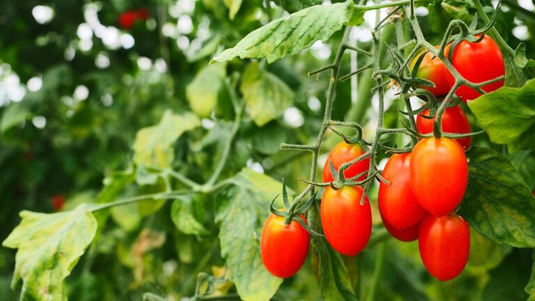 tomates-mas-resistentes-a-sequia-enfermedades
