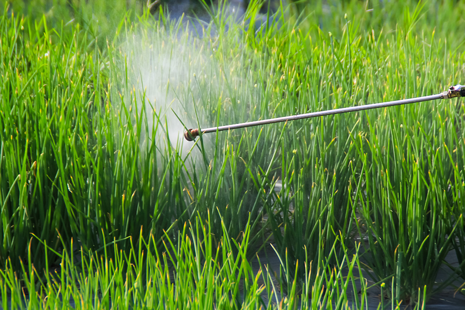 aplicacion-foliar-plagas-de-la-cebolla