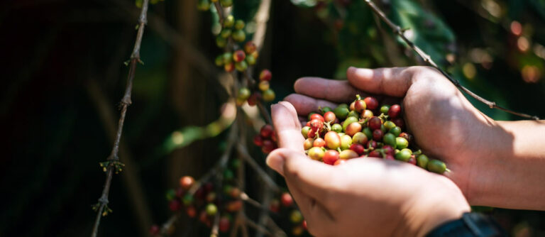 cafe-tolima-economia
