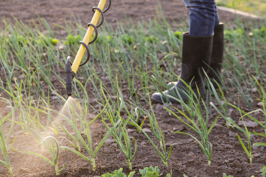 control-quimico-malezas-en-la-cebolla