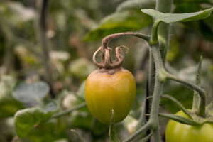 fungicida para botrytis en tomate