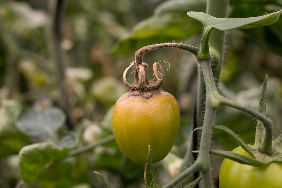 fungicida para botrytis en tomate