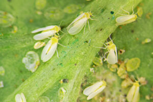 eliminar la mosca blanca en el tomate