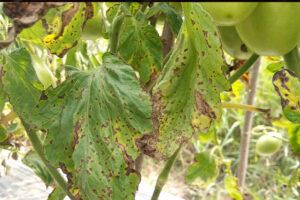 enfermedades-bacterianas-del-tomate