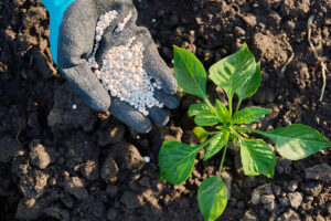 fertilizacion-del-chile-pimiento