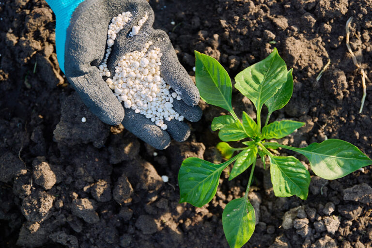 fertilizacion-del-chile-pimiento