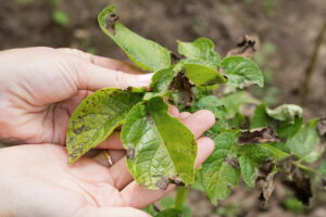 fungicidas-para-el-tizon-tardio-en-papa-phytophthora-infestans