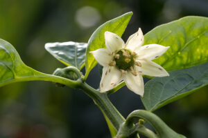 plagas-del-chile-pimiento