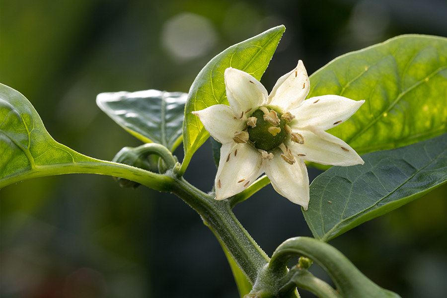 plagas-del-chile-pimiento