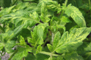 virus-del-mosaico-del-tomate