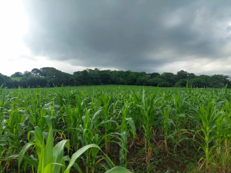 lluvia-guatemala-maiz-frijol