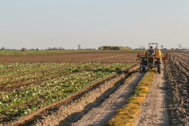 rotacion-cultivos-en-campo